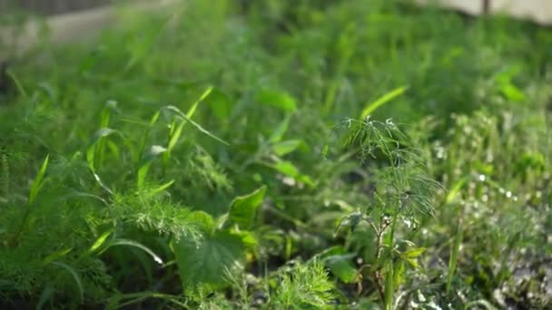 Pulverización Verdor Invernadero Con Herbicidas Pesticidas Insecticidas Riego Con Fertilizantes — Vídeos de Stock