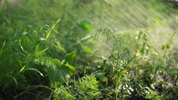 除草剤 農薬や殺虫剤で温室内の緑を噴霧 化学物質による灌漑 作物の噴霧器 農業で働く — ストック動画