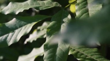 Sabah çiğ damlasının doğal yeşil bitki yapraklarının üzerine düşüşü. Nehrin aşağısında tropikal bir orman, yağmur ormanı ya da ormandaki bitki örtüsü. Yavaş çekim, makro fotoğraf.