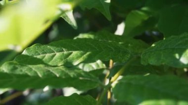 Sabah çiğ damlasının doğal yeşil bitki yapraklarının üzerine düşüşü. Nehrin aşağısında tropikal bir orman, yağmur ormanı ya da ormandaki bitki örtüsü. Yavaş çekim, makro fotoğraf.