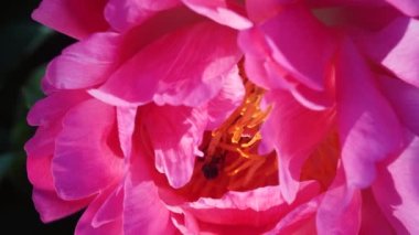 Mor şakayık çiçeğinde bal arısı nektar avlar. Mor şakayık çiçeği içindeki bal arısı tarafından tozlaştırılır.
