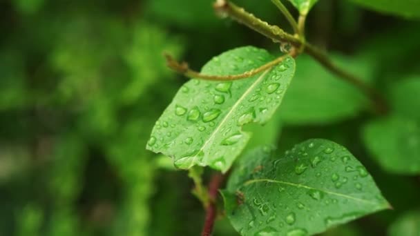Nahaufnahme Eines Morgendlichen Tautropfens Der Auf Natürliche Grüne Pflanzenblätter Fällt — Stockvideo