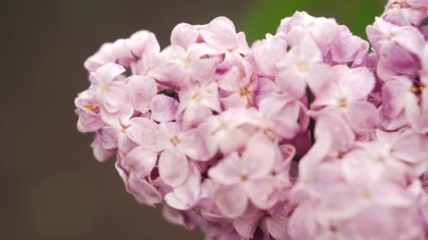 公園のライラック ピンクライラックの花序がクローズアップされます 薄紫色の花を咲かせます — ストック動画