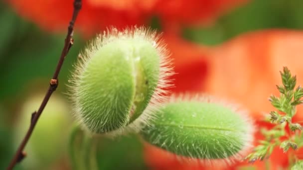 Detailní Záběr Červených Makových Květů Jemně Foukajících Vánku Poppy Budgerigar — Stock video