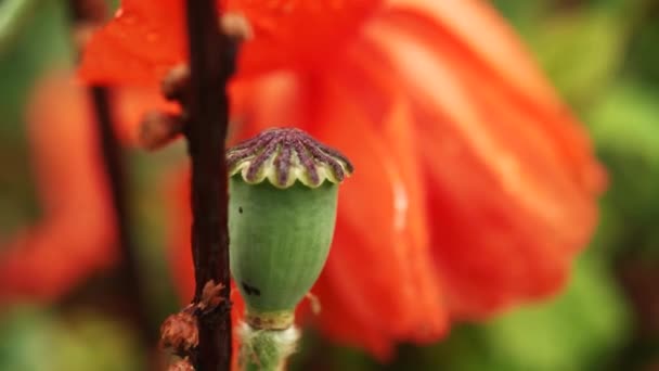 Close Red Poppy Flowers Gently Blowing Breeze Poppy Budgerigar Extreme — Stock Video