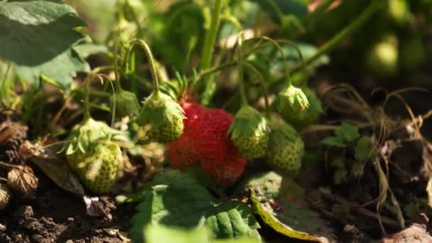 一丛丛草莓和浆果在自家花园 浆果味 烹饪博客 家庭园艺 特写慢动作 — 图库视频影像
