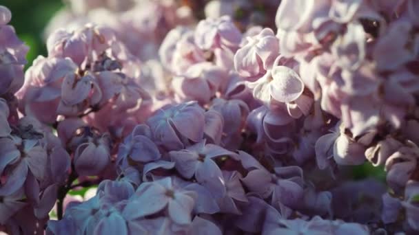Сирень Парке Цветущая Ветвь Розового Сирени Крупным Планом Цветущие Сиреневые — стоковое видео