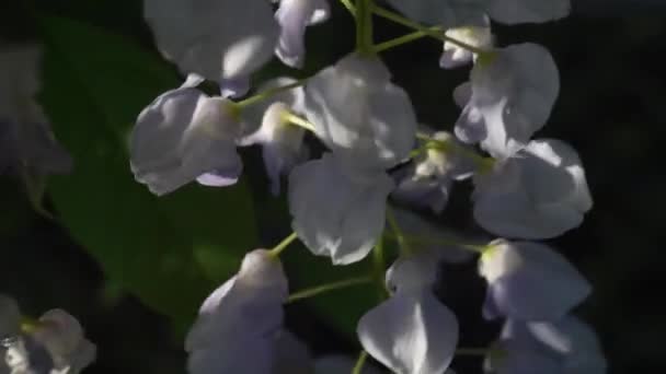 Glicina Japonesa Florece Primavera Grones Flores Glicina Púrpura Cerca Sobre — Vídeos de Stock