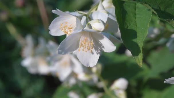Flores Brancas Close Extrema Macro Flores Estão Florescendo Jardim — Vídeo de Stock