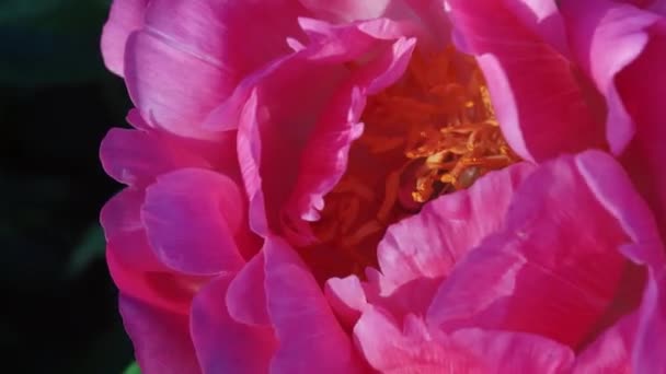 Медовая Пчела Охотится Нектаром Фиолетовом Цветке Пиона Фиолетовый Пионский Цветок — стоковое видео