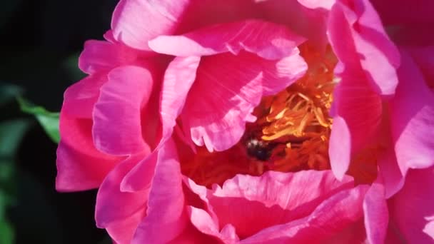 Een Honingbij Jaagt Nectar Een Paarse Pioenbloem Paarse Pioenbloem Wordt — Stockvideo