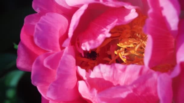 Una Abeja Busca Néctar Una Flor Peonía Púrpura Flor Peonía — Vídeo de stock