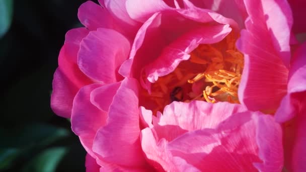 Медова Бджола Полює Нектар Фіолетовій Півонії Фіолетова Квітка Півонії Запилюється — стокове відео