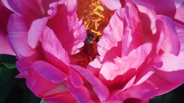 Pszczoła Miodna Poluje Nektar Fioletowym Kwiatku Piwonii Fioletowy Kwiat Piwonii — Wideo stockowe