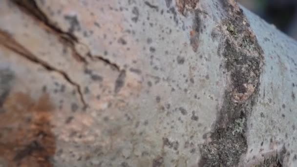 Quadro Superfície Casca Vidoeiro Macro Slide Shot Uma Árvore Vidoeiro — Vídeo de Stock