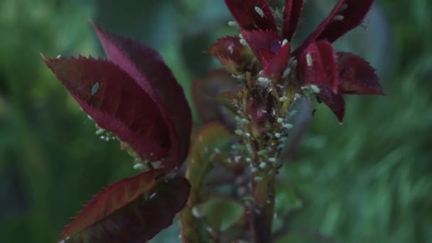 Blauwluizen Bladeren Plantenplagen Extreem Macro Imago Van Plantenplagen — Stockvideo