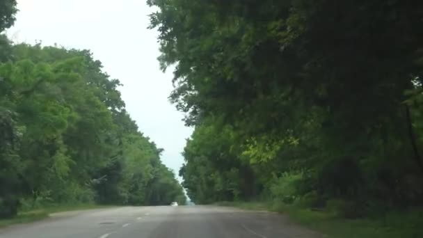 車窓から木のトンネルまで 旅行コンセプト トンネルの形をした道に沿った木々 運転中のフロントガラスからの木 — ストック動画
