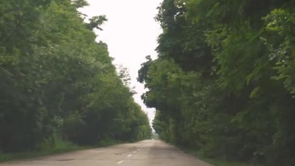 Lihat Dari Jendela Mobil Terowongan Pohon Konsep Perjalanan Pohon Sepanjang — Stok Video