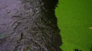 Ağacın yaprakları suya dokunur. Dalların küçük dalgalarla hareket eden çamurlu bir nehrin yüzeyine dokunuşunun yansıması. Suyun yüzeyinde bir sürü yeşil ördek otu var.