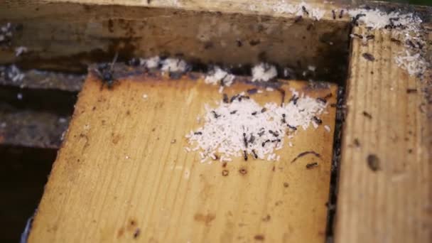 Μαύρα Μυρμήγκια Και Αυγά Τους Έχουν Εγκατασταθεί Στην Κυψέλη Μακρο — Αρχείο Βίντεο