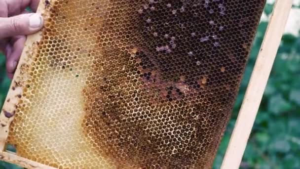 相机在空的蜡蜂窝上滑行 用六边形细胞封闭蜂窝框架 蜜蜂农场 有机天然蜂蜜生产 农业的概念 — 图库视频影像
