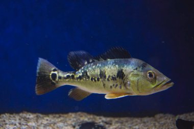 Discus, akvaryumda renkli cichlids, Amazon havzasında yaşayan tatlı su balığı. Akvaryumdaki renkli, parlak balıklar. Bir çeşit deniz balığı.