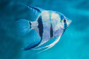 Discus, akvaryumda renkli cichlids, Amazon havzasında yaşayan tatlı su balığı. Akvaryumdaki renkli, parlak balıklar. Bir çeşit deniz balığı.
