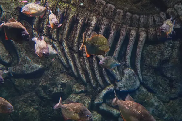 Kırmızı karınlı bir grup piranha, aynı zamanda kırmızı piranha olarak da bilinir, bir kayanın önünde. Okyanusun dibindeki piranha, nehir