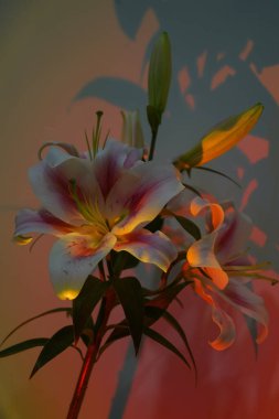 Çiçek açan renkli Asyalı zambak çiçekleri. Çiçek hediye çeki. Liliaceae 'ye ait Lilium. Oriental Melez Lily yakın çekim. Yazın güzel zambaklar. Pembe zambak çiçekli beyaz