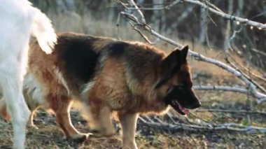 Bir koyun sürüsünü güden Alman köpek çobanı. Köpek hayvan sürüsünün korunmasına yardım eder. Kırsalda keçileri olan bir köpek.