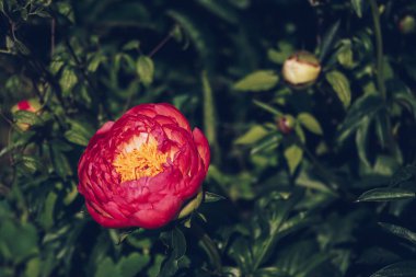 Çiçek bahçesinde çiçek açan kırmızı şakayık. Bahçede açan mor çiçek. Yeşil arka planda renkli pembe şakayık. Pembe taze şakayıklar.