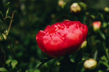 Bahçede açan mor çiçek. Yeşil arka planda renkli pembe şakayık. Pembe taze şakayıklar. Çiçek bahçesinde açan kırmızı şakayık