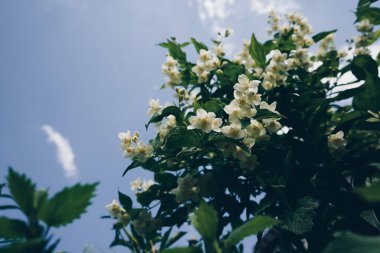 Bahçe çiçeklerinin bol miktarda çiçekli Macro fotoğrafı, yaz güneşinin ışıltısında beyaz yasemin. Jasminum sambac. Gökyüzü arkaplanı beyaz çiçeklerle açan Yasemin çalısı