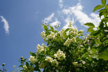 Gökyüzü arka planında beyaz çiçeklerle çiçek açan Yasemin çalısı. Bahçe çiçeklerinin bol miktarda çiçekli Macro fotoğrafı, yaz güneşinin ışıltısında beyaz yasemin. Jasminum sambac