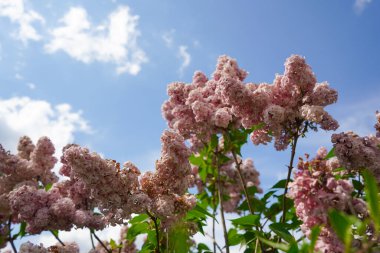 Gökyüzünde leylak çiçekleri. Bahar çiçeği arka planı. Çiçek açan ağaçla güzel bir doğa sahnesi. Çiçek açan meyve bahçesinde bahar çiçeği. Arkaplan olarak mor leylak çiçekleri