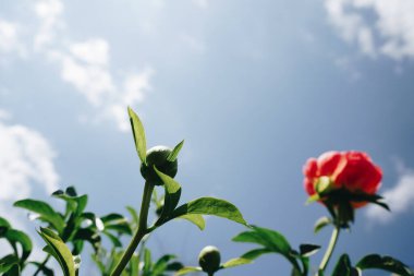 Gökyüzü arka planında renkli pembe şakayık. Pembe taze şakayıklar. Çiçek bahçesinde çiçek açan kırmızı şakayık. Bahçede açan mor çiçek.