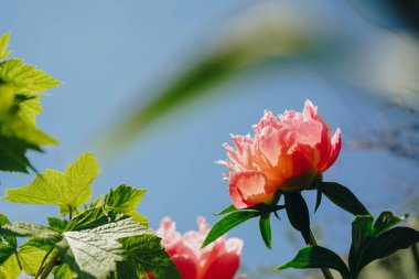 Pembe taze şakayıklar. Çiçek bahçesinde çiçek açan kırmızı şakayık. Bahçede açan mor çiçek. Gökyüzü arka planında renkli pembe bir şakayık