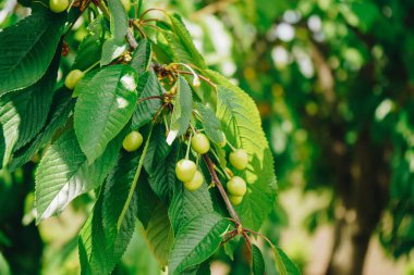 Meyve bahçesindeki ağaçta olgunlaşmış yeşil kiraz. Ağaçtaki olgunlaşmamış kiraz dalları. Mavi gökyüzüne karşı ağaç dalında olgunlaşmış kirazlar, yakın plan. Mavi gökyüzüne karşı yeşil kiraz meyveleri.
