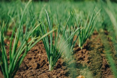 Yatak sıralarında yetişen tarım bitkisi. Tarım soğanı yetiştirme tesisi. Yeşil doğal besin mahsulü. Tarlada yetişen yeşil soğan yatakları. Tarım arazisi yakın mesafede.
