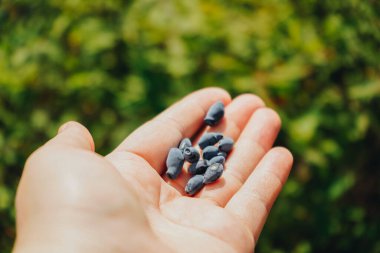 Ağacın yanında olgun haskap meyvelerini tutan açık bir el. Yaklaş. Ağaçtan toplanmış böğürtlen. Adam elinde böğürtlen toplayıp tutuyor. Böğürtlenler hasat zamanı