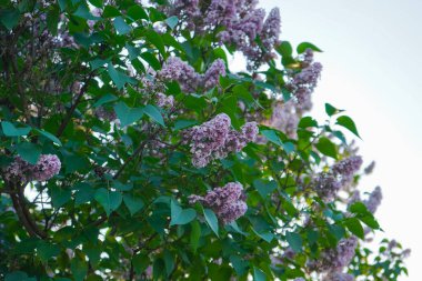 Arka planda mor leylak çiçekleri var. Gökyüzünde leylak çiçekleri. Bahar çiçeği arka planı. Çiçek açan ağaçla güzel bir doğa sahnesi. Çiçek açan meyve bahçesinde bahar çiçeği