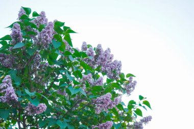 Gökyüzünde leylak çiçekleri. Bahar çiçeği arka planı. Çiçek açan ağaçla güzel bir doğa sahnesi. Çiçek açan meyve bahçesinde bahar çiçeği. Arkaplan olarak mor leylak çiçekleri