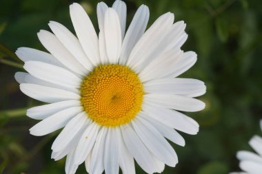 Çayırda yetişen papatya çiçeği, yeşil çimlerin üzerinde beyaz papatya çayı. Oxeye papatya, Leucanthemum vulgare, papatyalar. Bahçe işleri konsepti. Papatya çiçeği yakın plan. Şifalı bitkiler. Böbrek problemi.