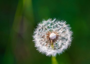 Yeşil arka planda karahindiba. Dileme özgürlüğü. Umut ve rüya kavramı. Mavi gökyüzü ve rüzgardan taşınan beyaz karahindiba tohumu topları. Karahindiba, yakın plan.
