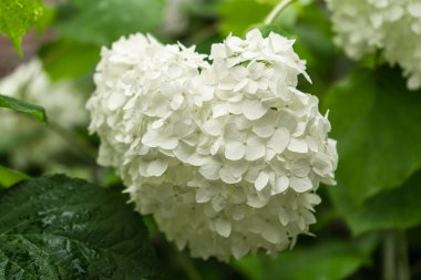 Ortanca ağaçlarının seçici odak noktası yeşil yapraklı beyaz çiçekleri. Pürüzsüz ortanca, Hydrangeaceae familyasından bir bitki türüdür. Doğal çiçek desenli arkaplan