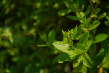Yeşil arkaplan bırakır. Bahçedeki yeşil yaprağın önü. Bitki çiçeği çalısı yeşil çalı yalıtılmış. Sanat soyut bahar arkaplanı doğal yaprak