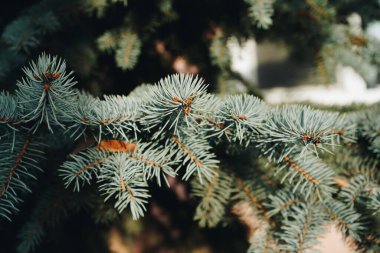 Spruce şubesi. Ormanda yeşil bir ladin dalları. İğneli güzel bir köknar dalı, yakın plan. Doğal yeşil Noel ağacı arkaplanı. Seçici odak