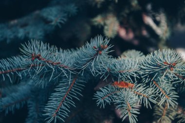 Yeni bir çam ağacının dalına yakın çekim. Daldaki yeşil iğneler, cüce dağ çamı, mugo. Yeşil çam dalları. Noel ağacı