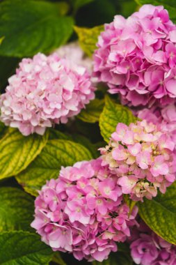 Yazın başında açan güzel mor çiçekler. İlkbahar ve yaz aylarında Ukrayna 'da bir bahçede açan ortanca çiçeği. Yakın plan mor ortanca ya da hortensiya çiçeği