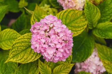 Yakın plan mor ortanca ya da hortensiya çiçeği. İlkbahar ve yaz Ukrayna 'da bir bahçede açan ortanca çiçeği.